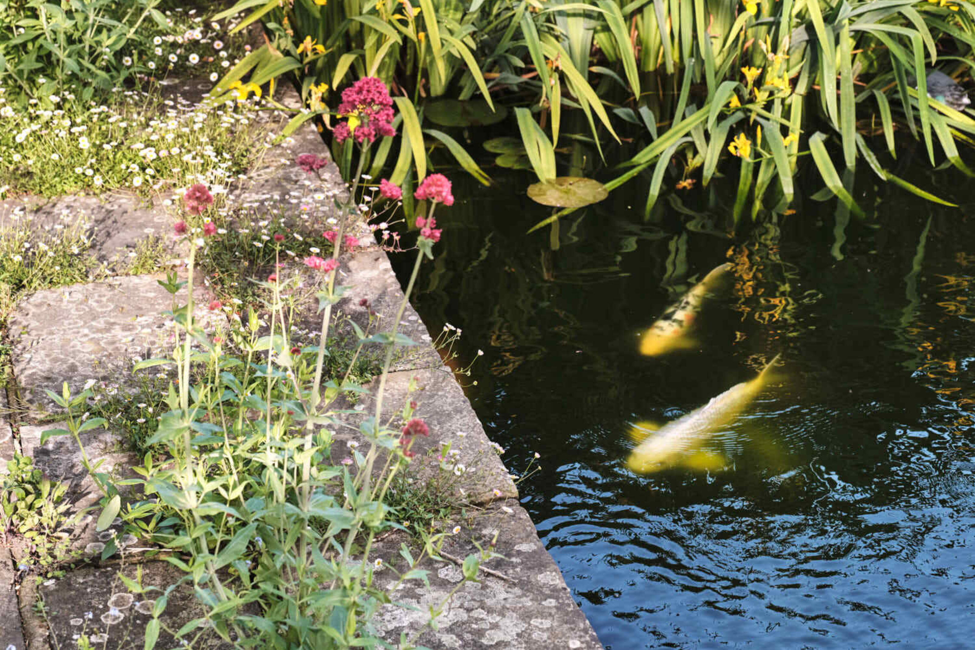 Detail of the garden pond at Corfe Castle House showing koi fish, aquatic planting and stone paving edged with seasonal flowers.