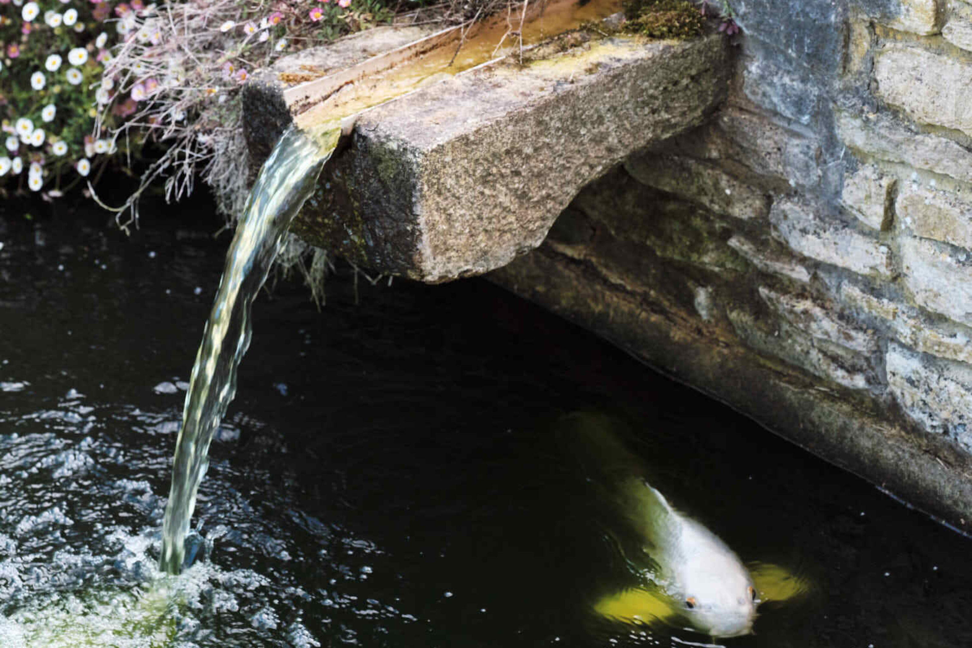 Stone water spout feeding the garden pond at Corfe Castle House, with flowering plants and a koi fish visible beneath the water.